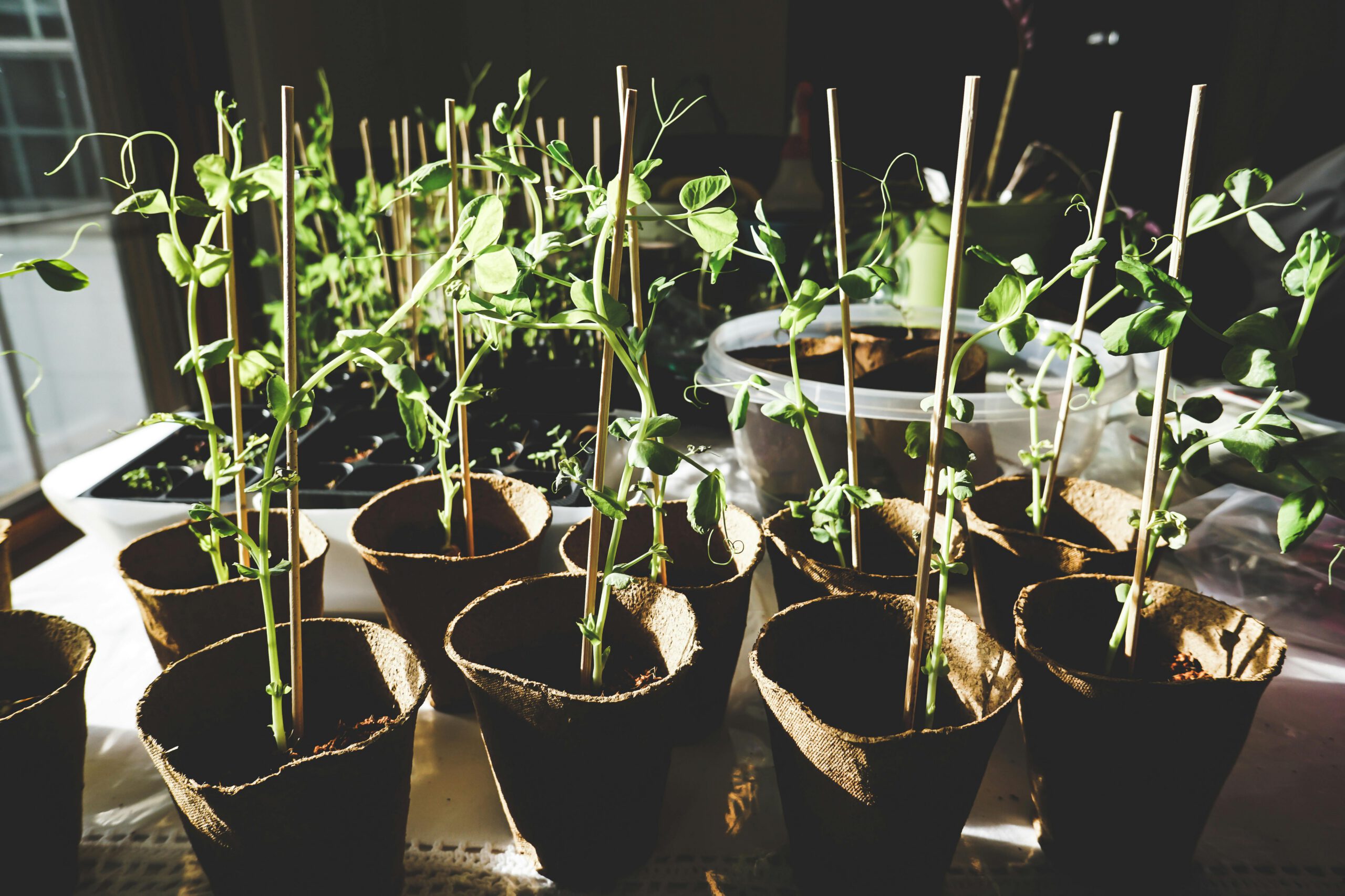 Sunlit pea plants growing indoors in organic pots, showcasing vibrant green foliage.